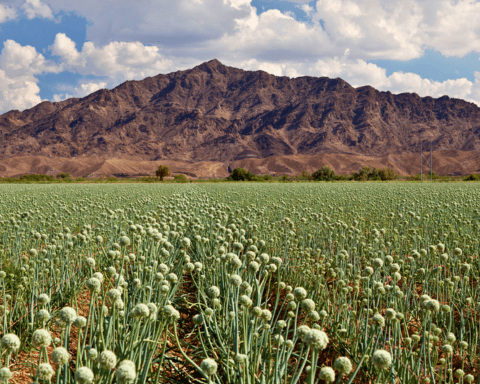 Smart farming in the desert: Sun Corridor Network leads AgTech efforts in Yuma County